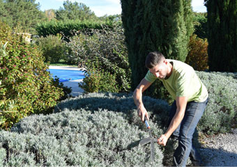 Entretien paysager service taille haie