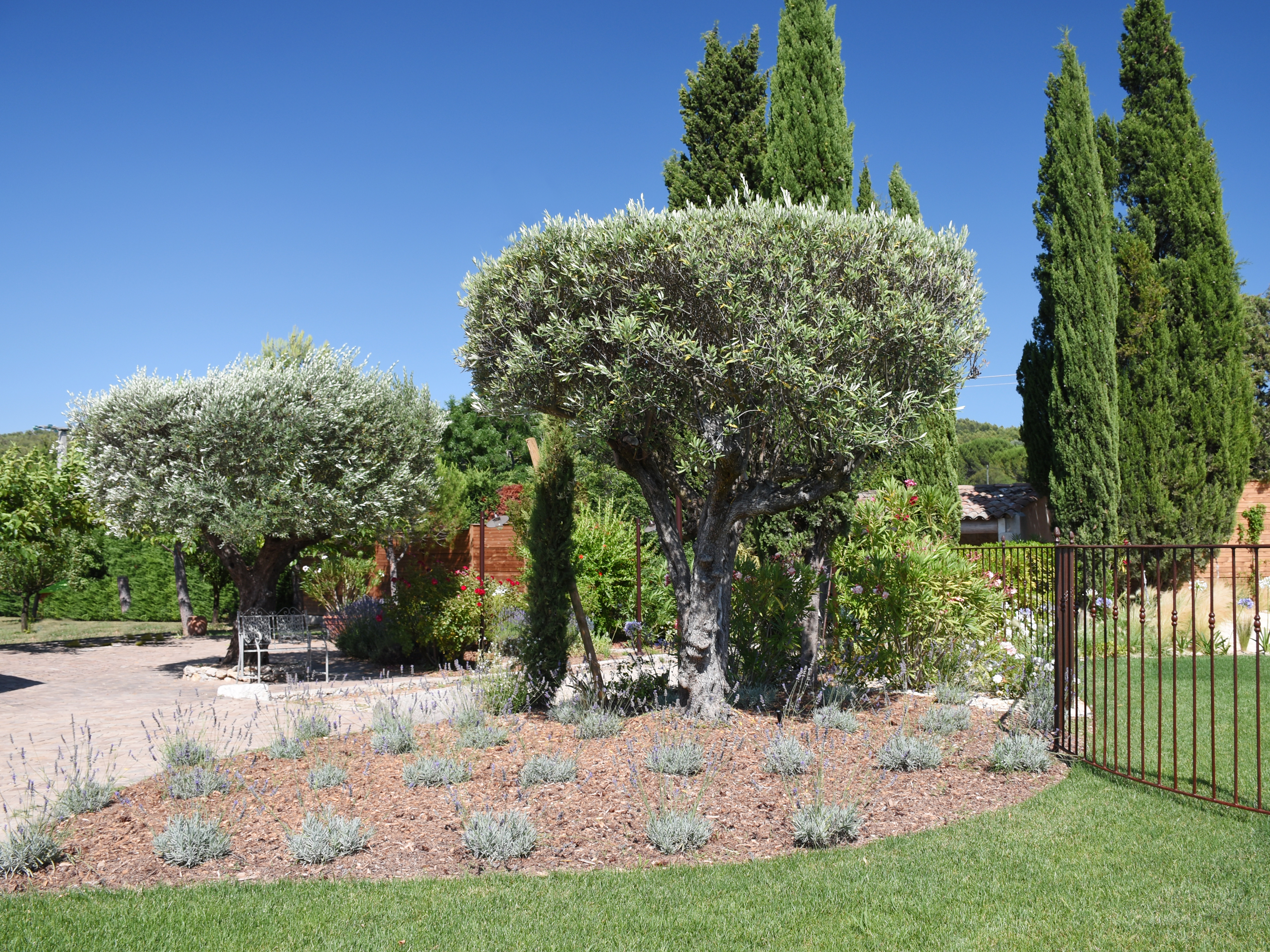 Aménagement d'un jardin extérieur avec un olivier