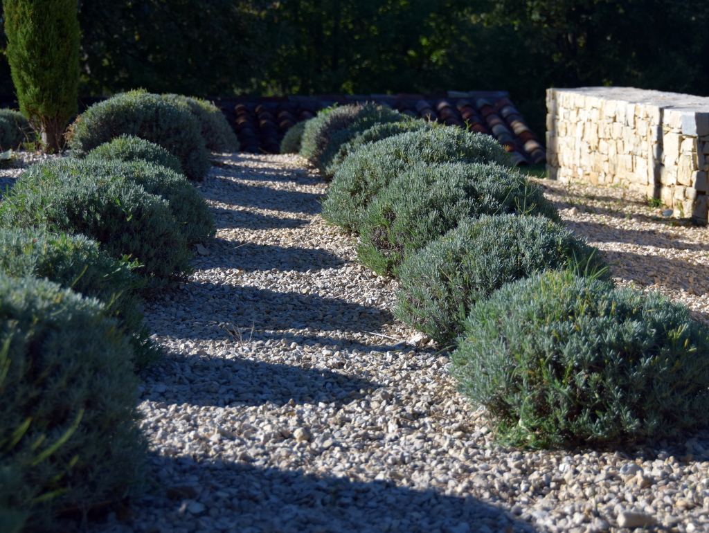 Création jardin extérieur lavande