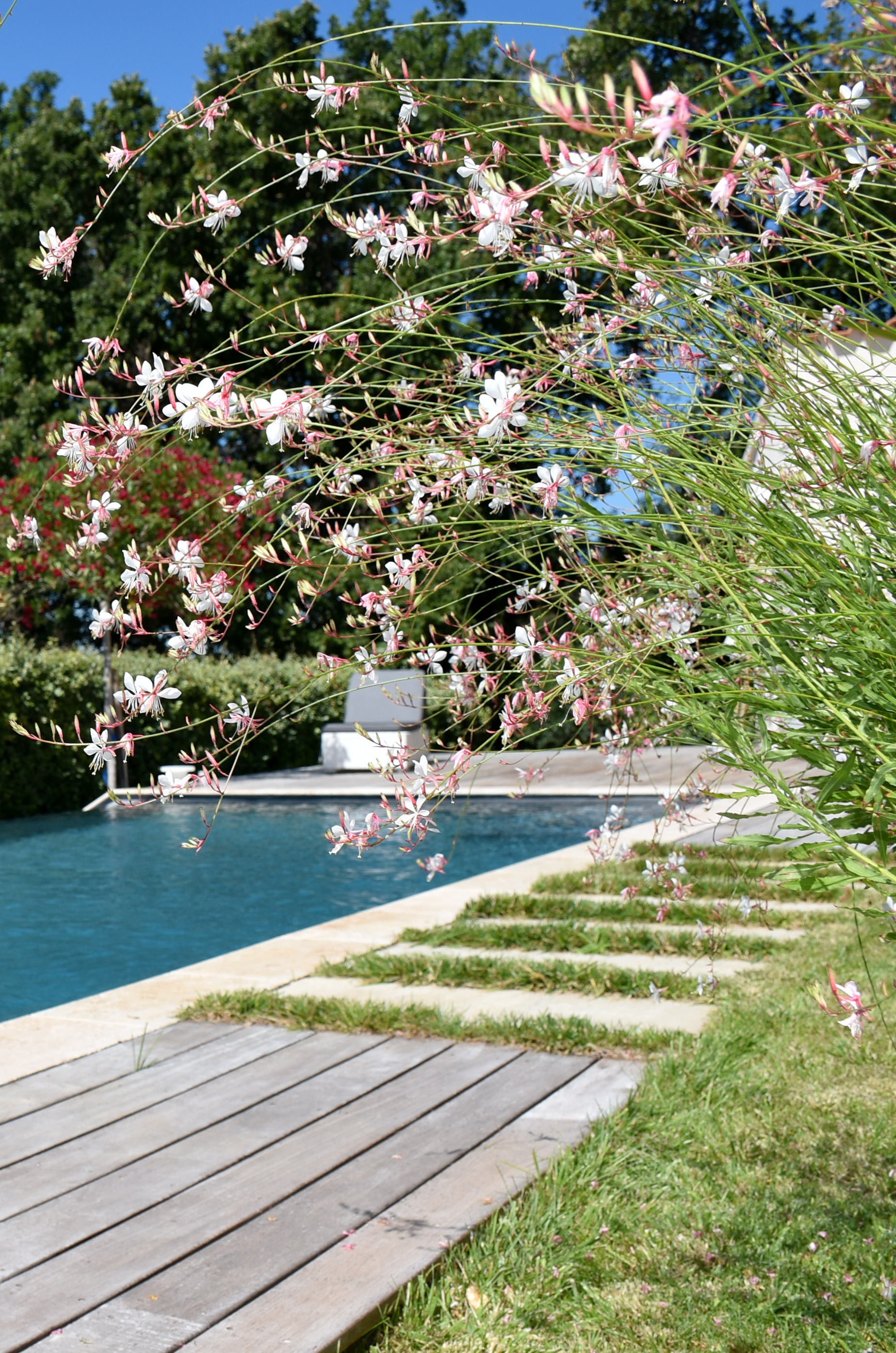 Piscine haut de gamme fleurs en été