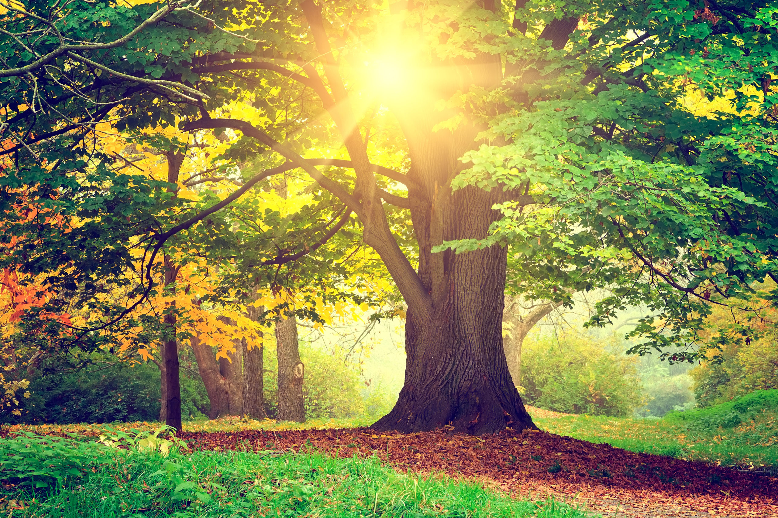 Elagage professionnel arbre
