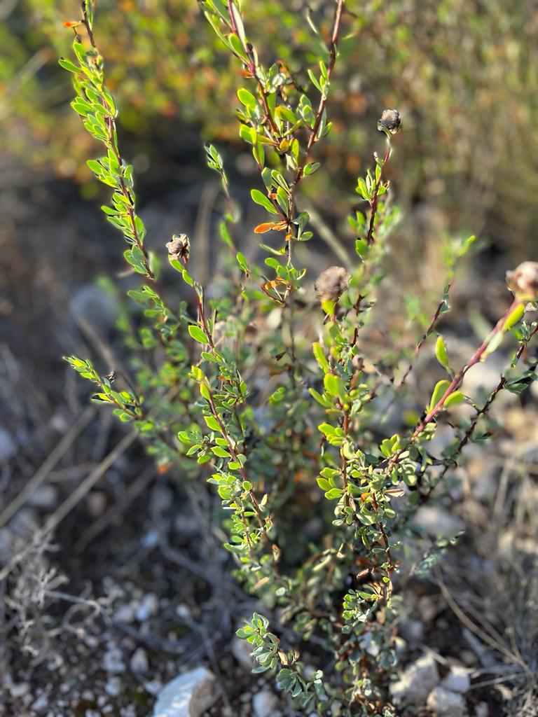 Globulum alipum