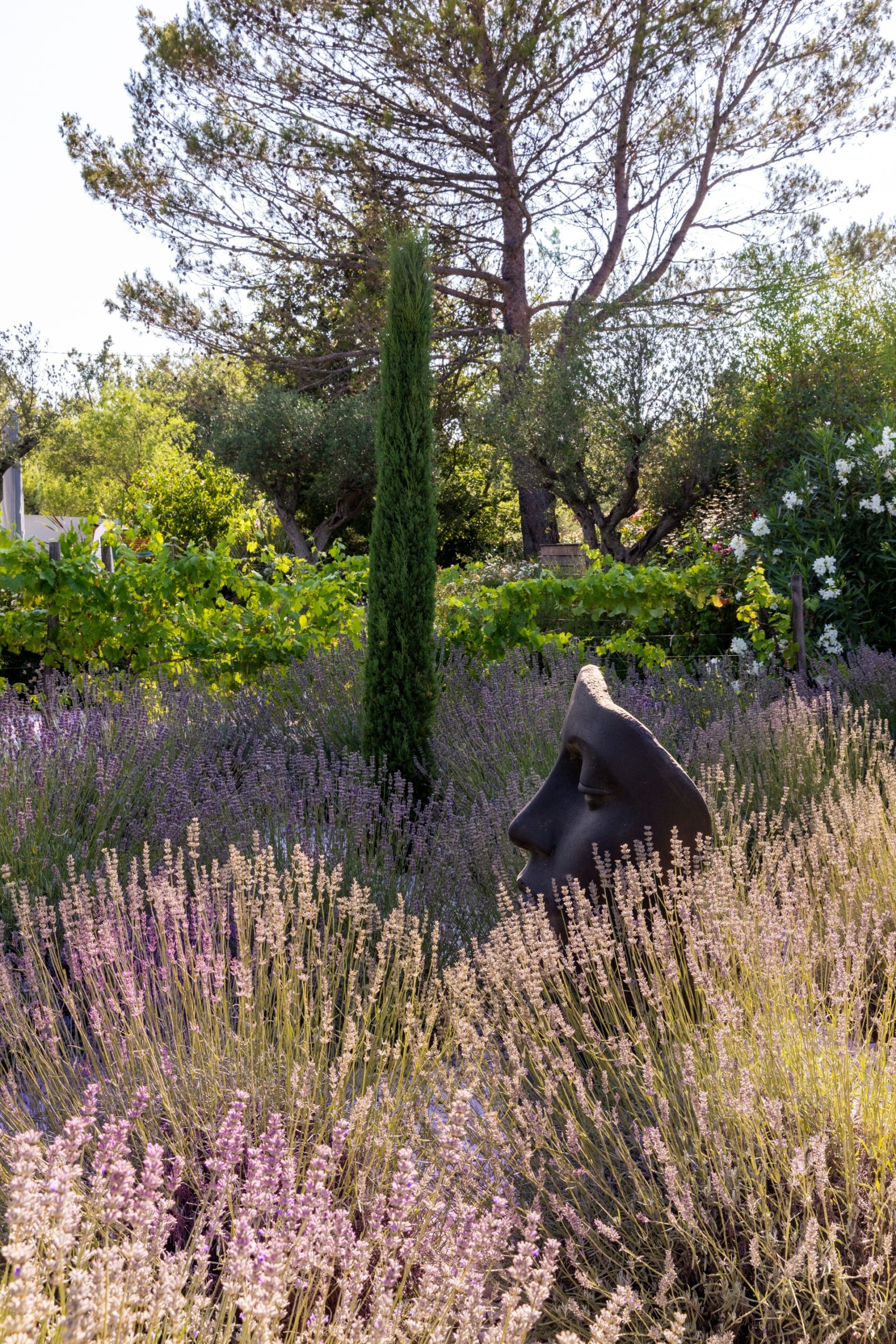 Lavandes jardin provençal