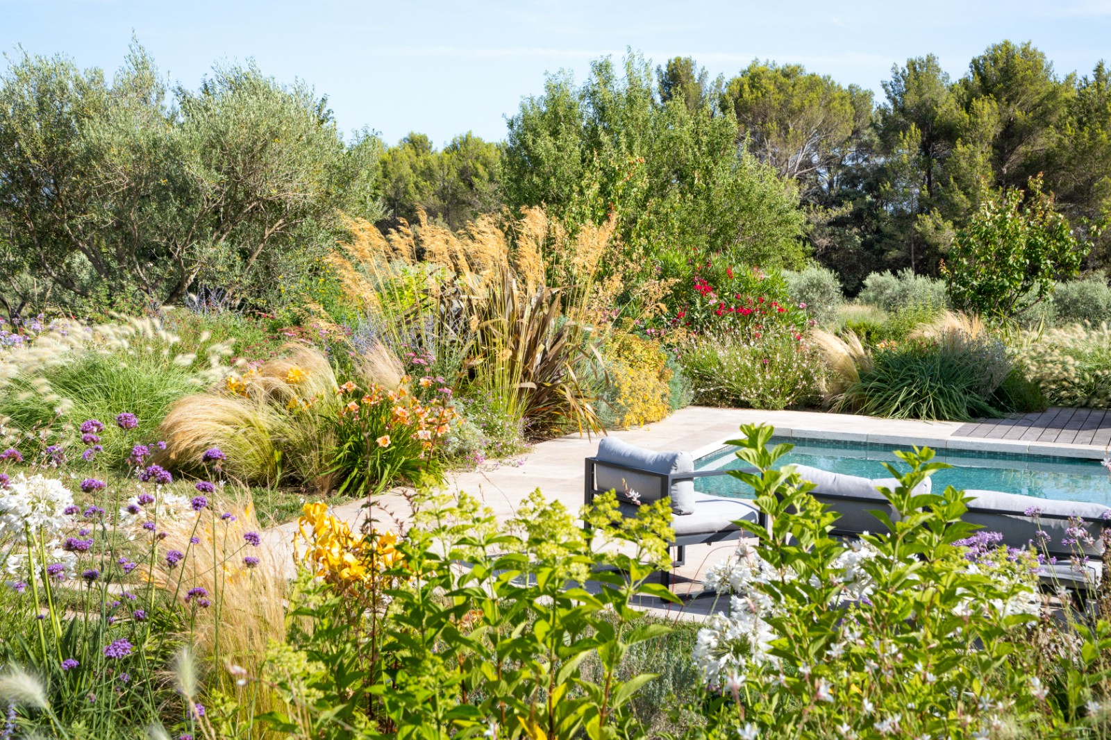 massif pennisetum