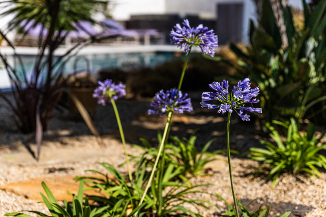 agapanthes - Accent du Sud Paysage