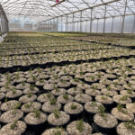 Pépinière Pro Aix-en-Provence