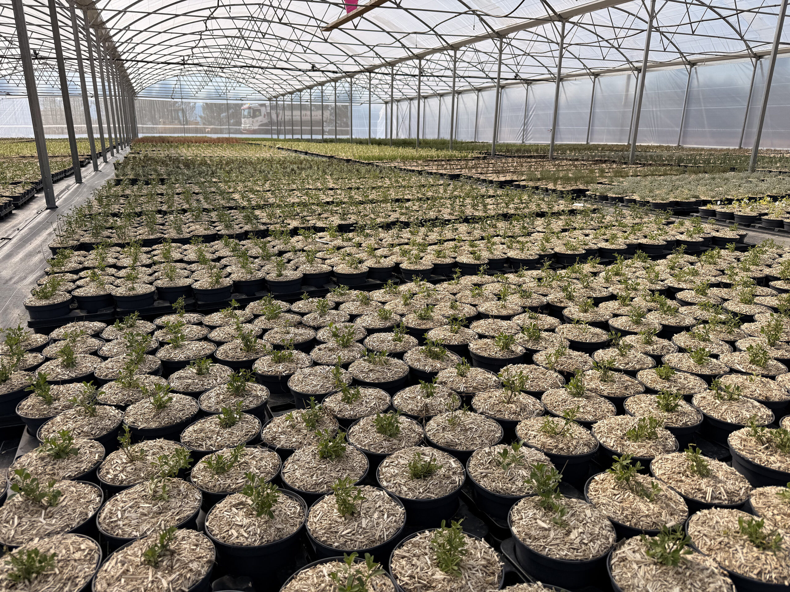 Pépinière Pro Aix-en-Provznce